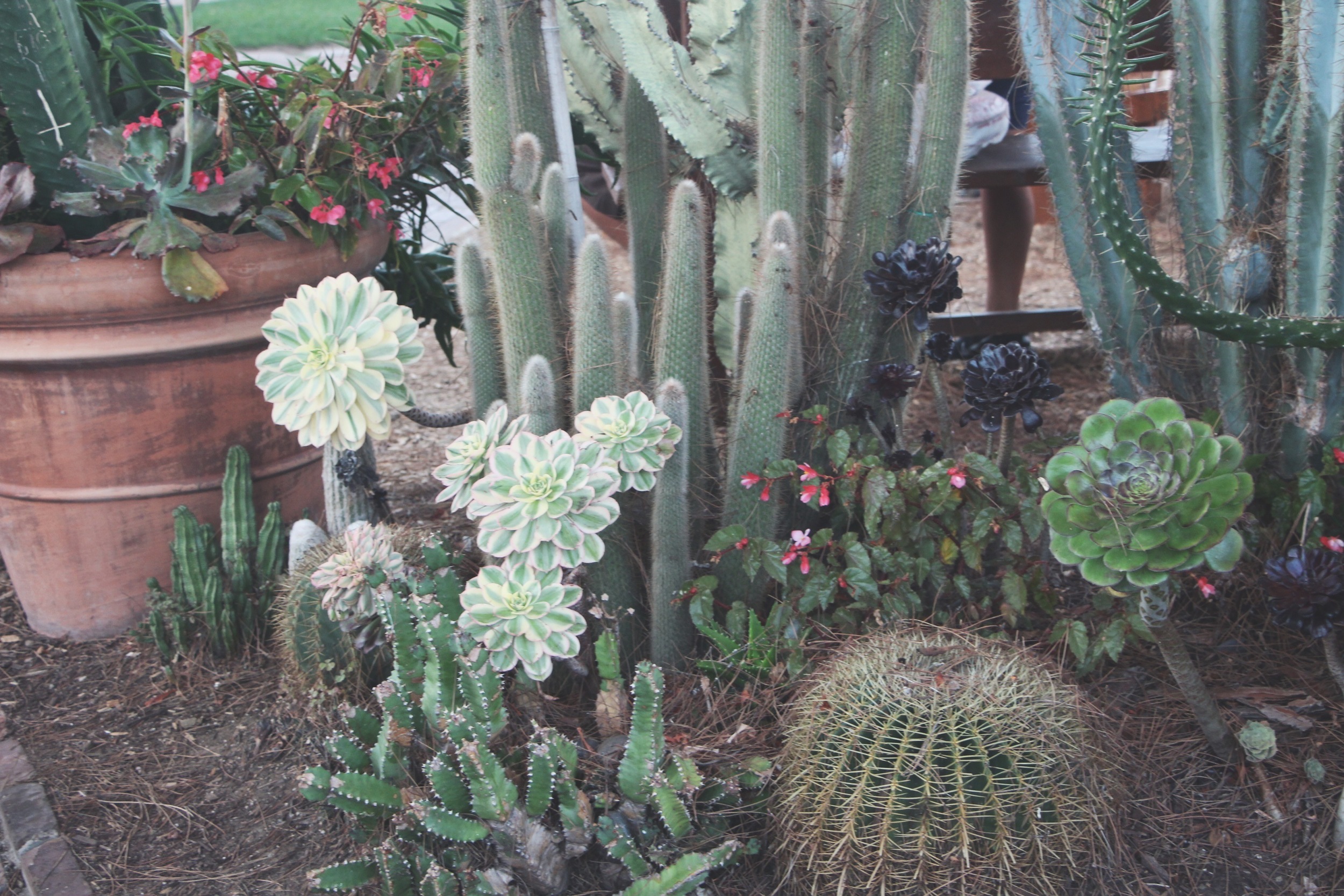 Cacti and Succulents in Old Town, CA via Needles + Leaves